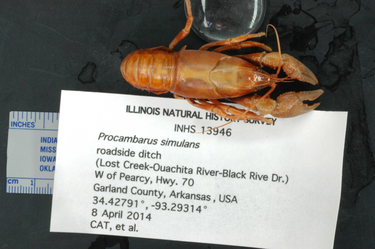 Procambarus simulans image